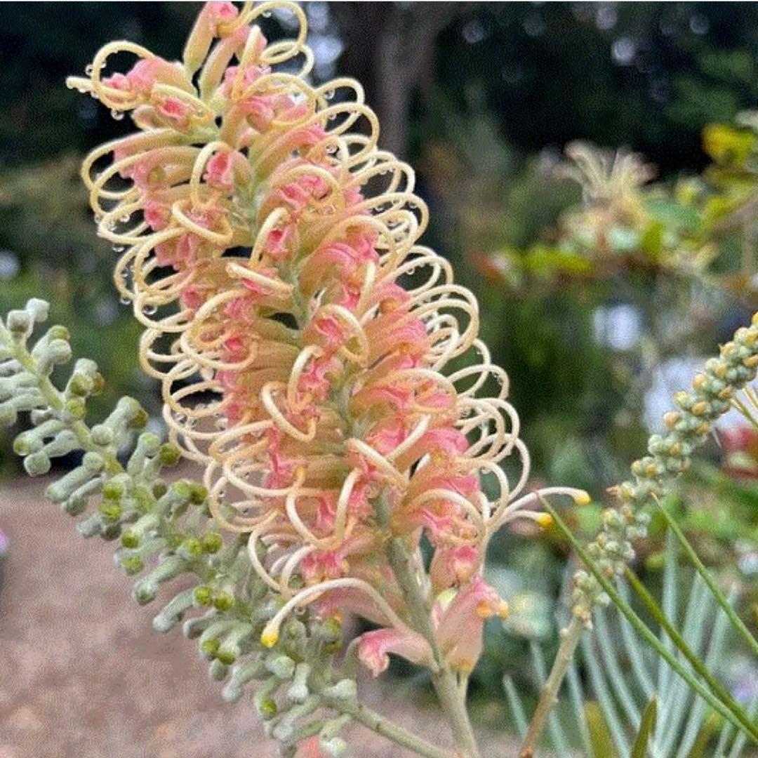 ✨花芽付き✨グレビレア カランドラジェム オージープランツ 観葉植物 calm