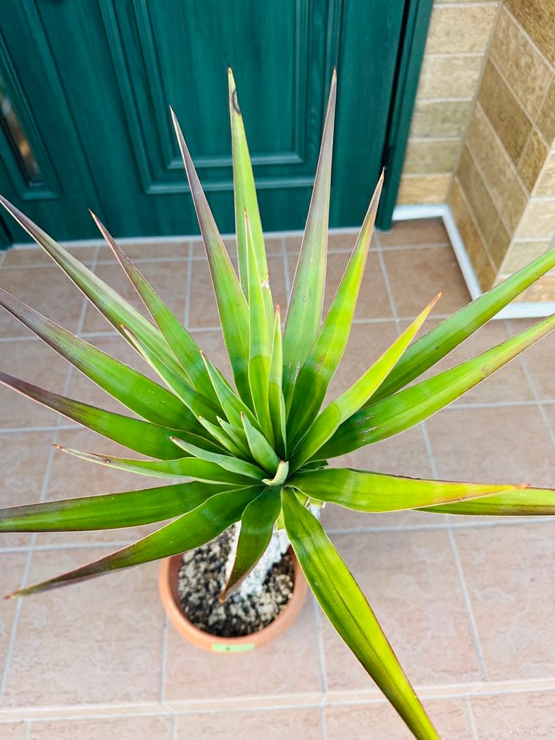 ユッカ　アロイフォリア【B】