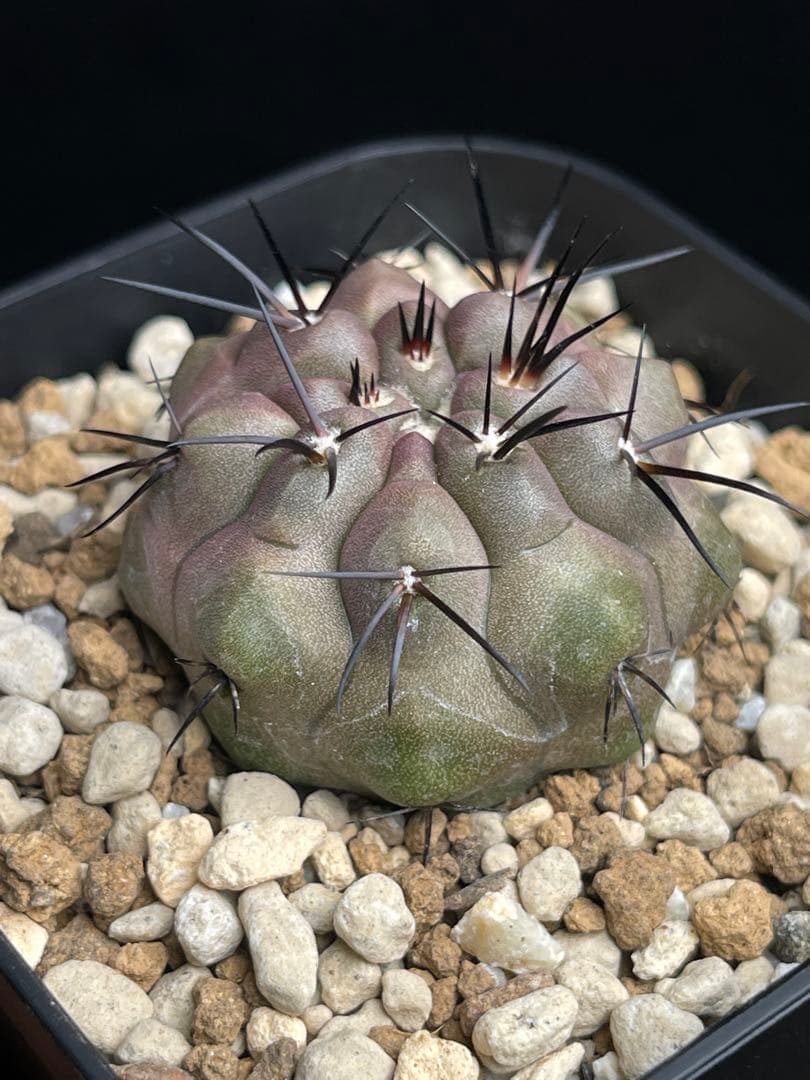 EMP コピアポア （黒王丸×カルデラナ）× 黒王丸 実生 / CT870