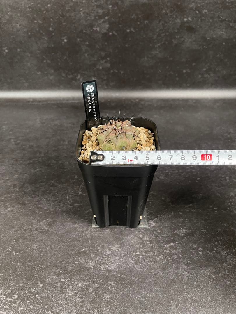 EMP コピアポア （黒王丸×カルデラナ）× 黒王丸 実生 / CT870