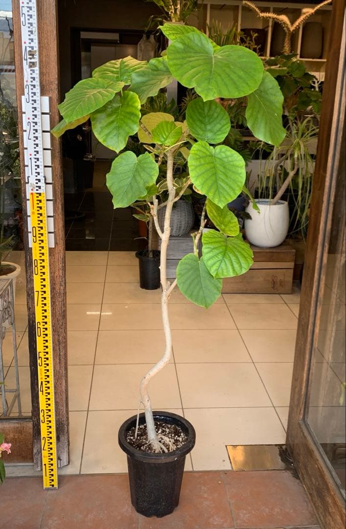 フィカス ウンベラータ 曲がり 8号