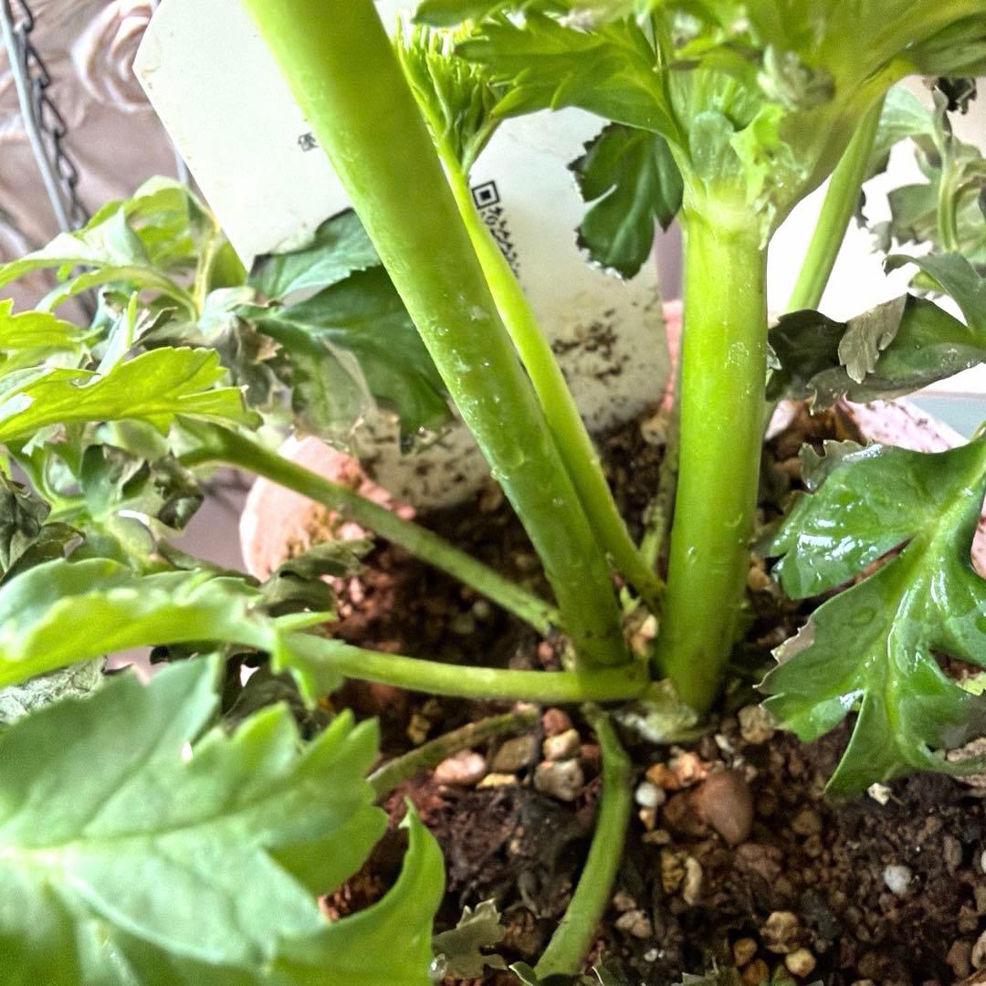 【2年株】八重咲き　プレミアムアネモネ　レバンテ クリーム色《2/5》