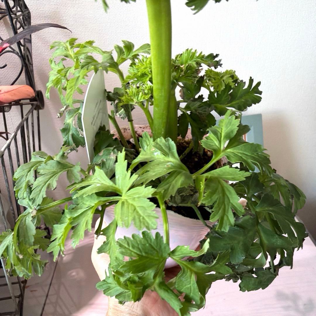 【2年株】八重咲き　プレミアムアネモネ　レバンテ クリーム色《2/5》