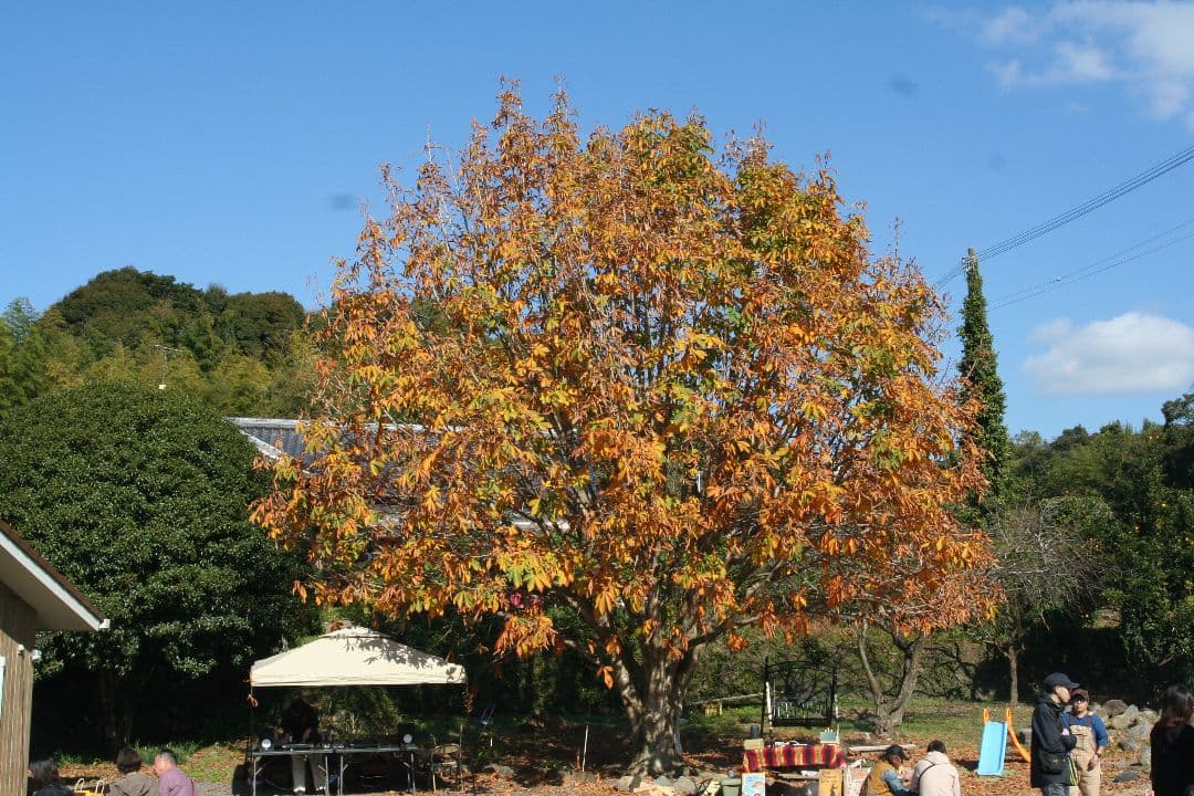 やーまんみた様　PENTAX istD S 　ダブルレンズ⚡️一眼レフカメラ⚡️