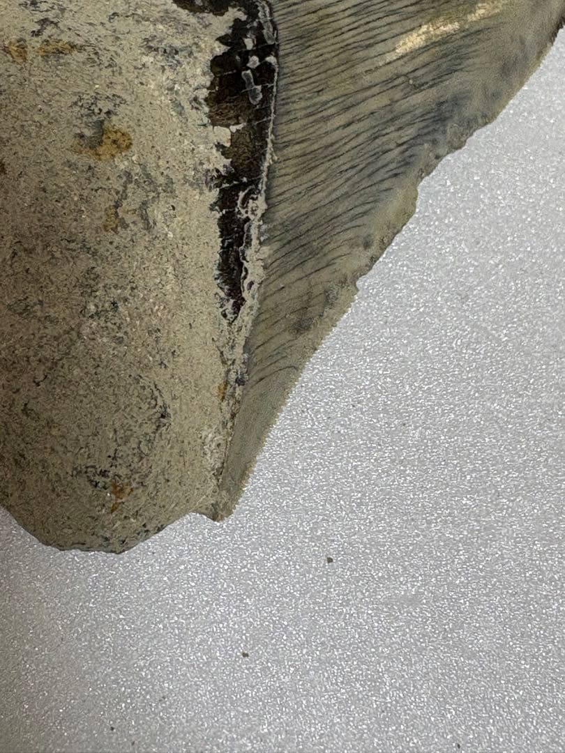 化石サメの歯メガロドンインドネシア約9.6cm 約134g 新生代第三紀中新世