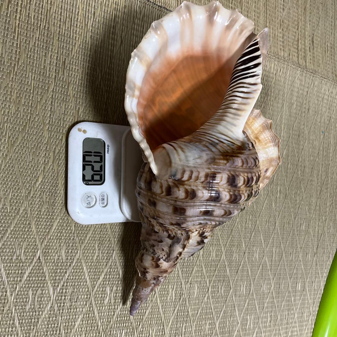 法螺貝　沖縄県産