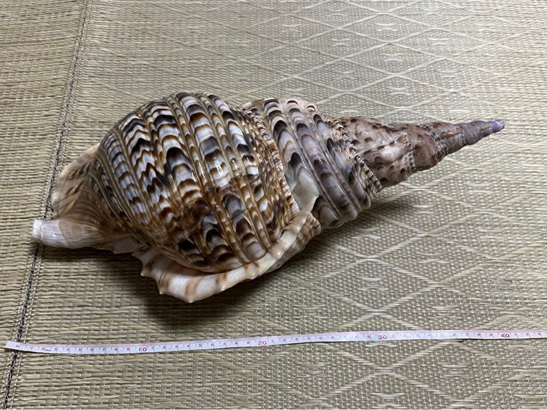 法螺貝　沖縄県産