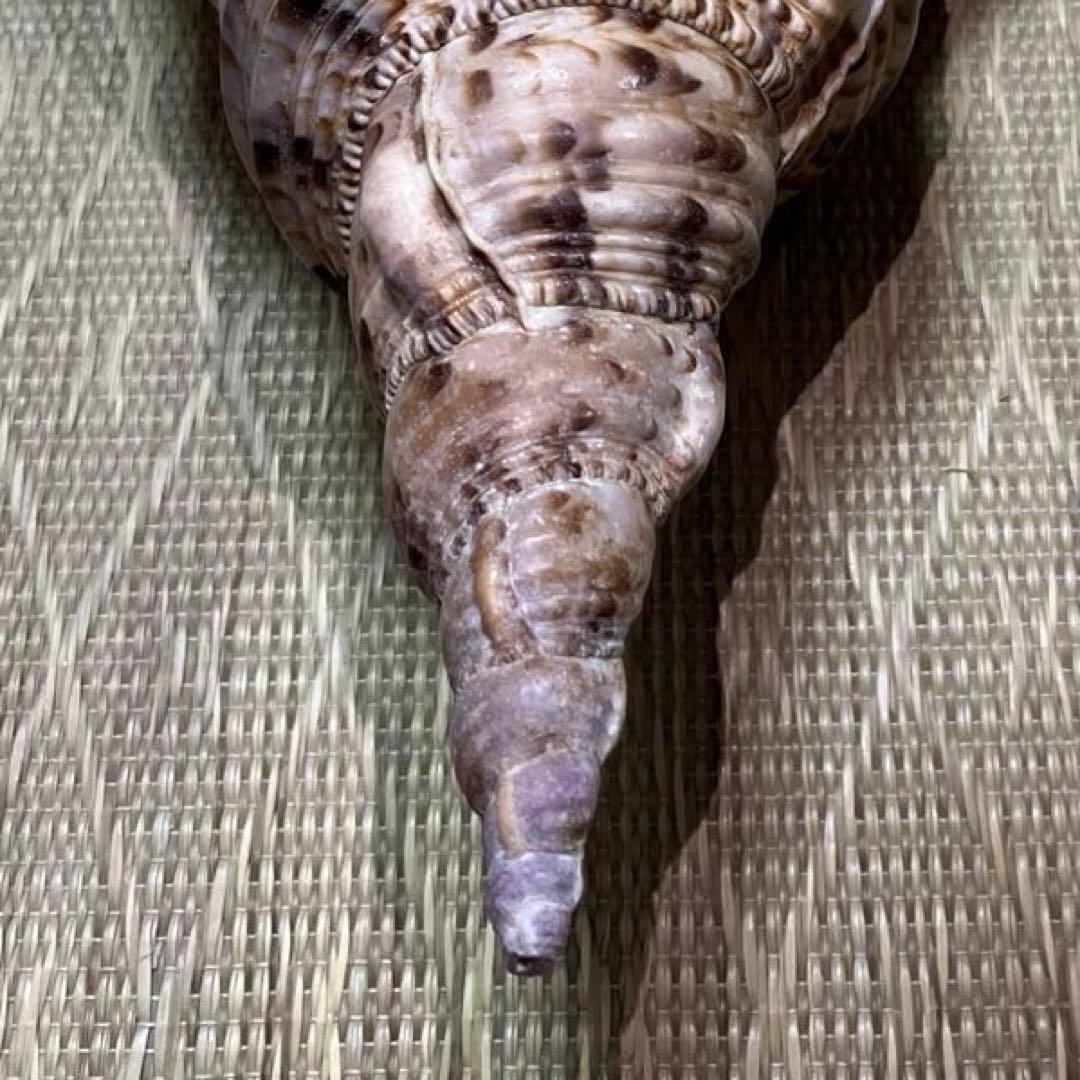 法螺貝　沖縄県産