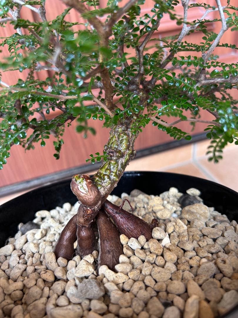 オペルクリカリア　パキプス　実生