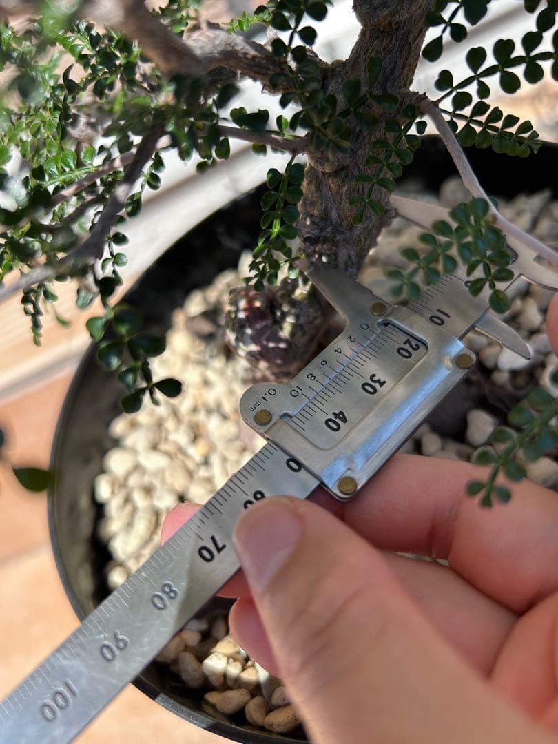 オペルクリカリア　パキプス　実生