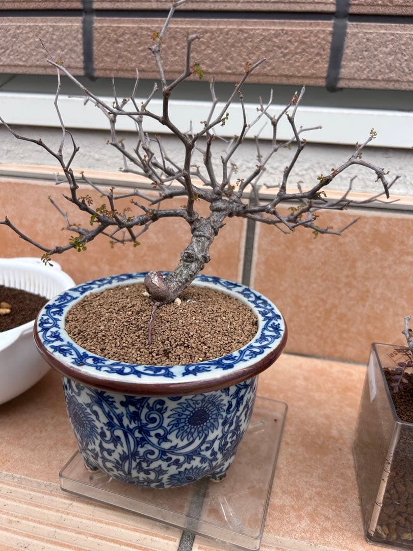 オペルクリカリア　パキプス　実生