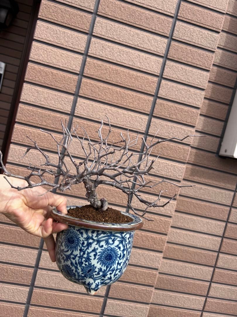 オペルクリカリア　パキプス　実生