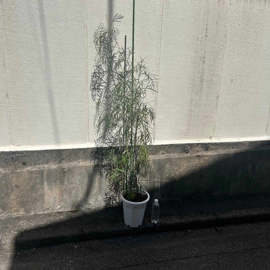 グレビレア　ピンクサプライズ 約1.9メートル　特大　希少種