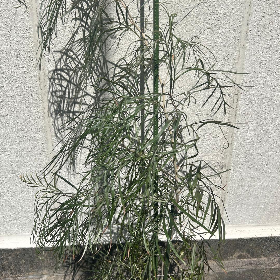 グレビレア　ピンクサプライズ 約1.9メートル　特大　希少種