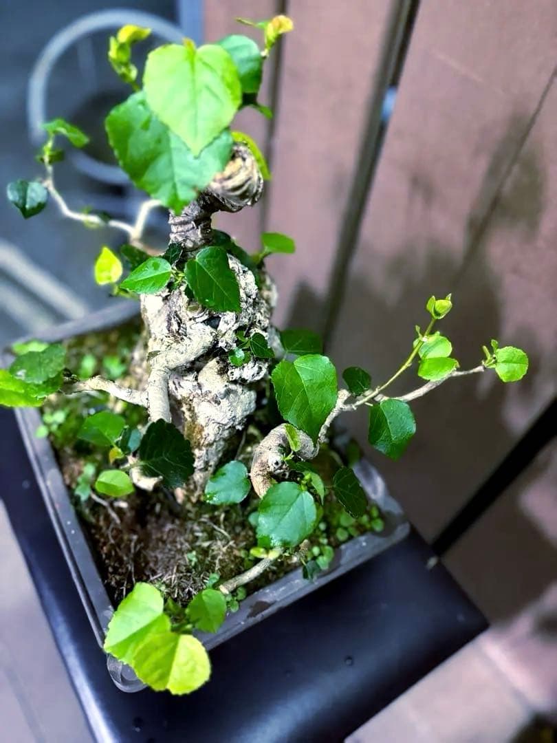 オオハマボウ　盆栽　良株　太幹　琉球盆栽　塊根植物