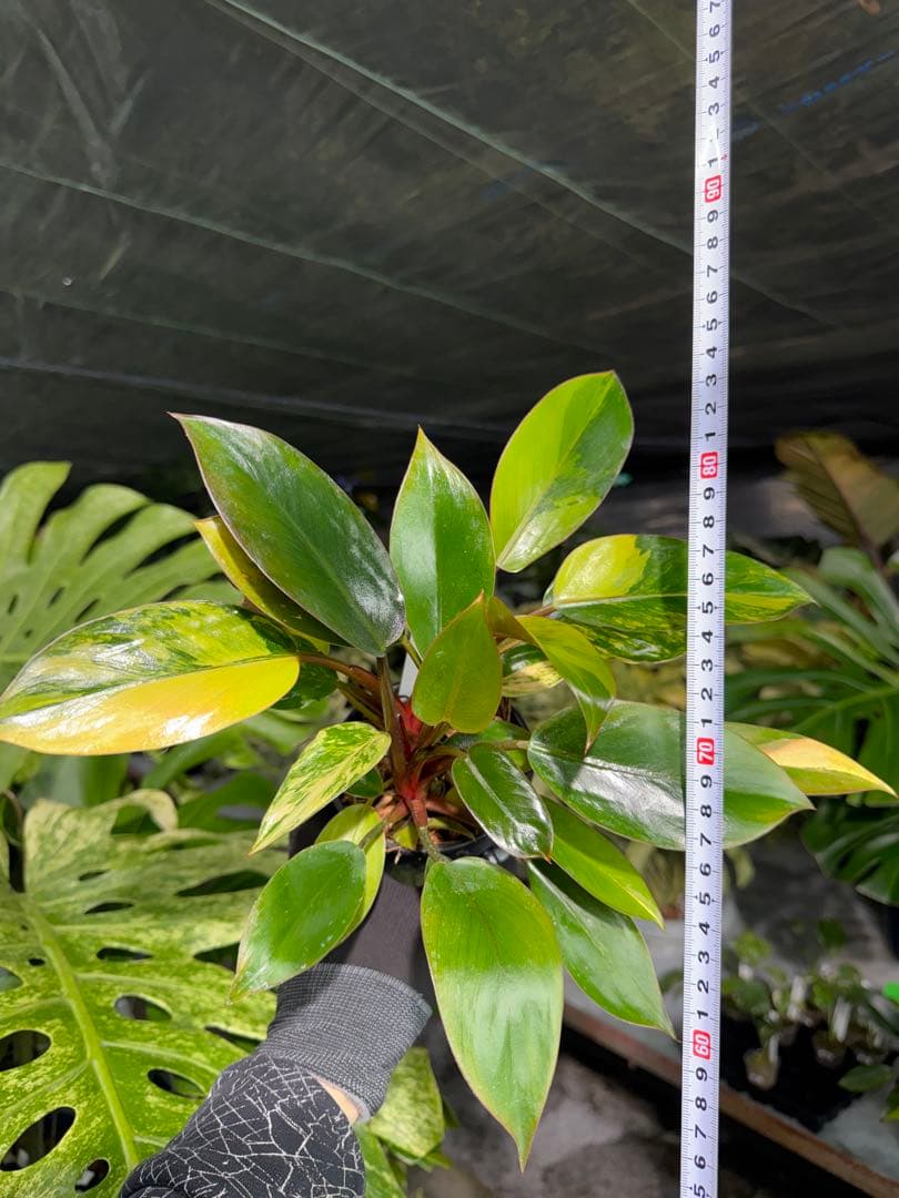9フィロデンドロン　レッドコンゴ　斑入り　成長点2つ
