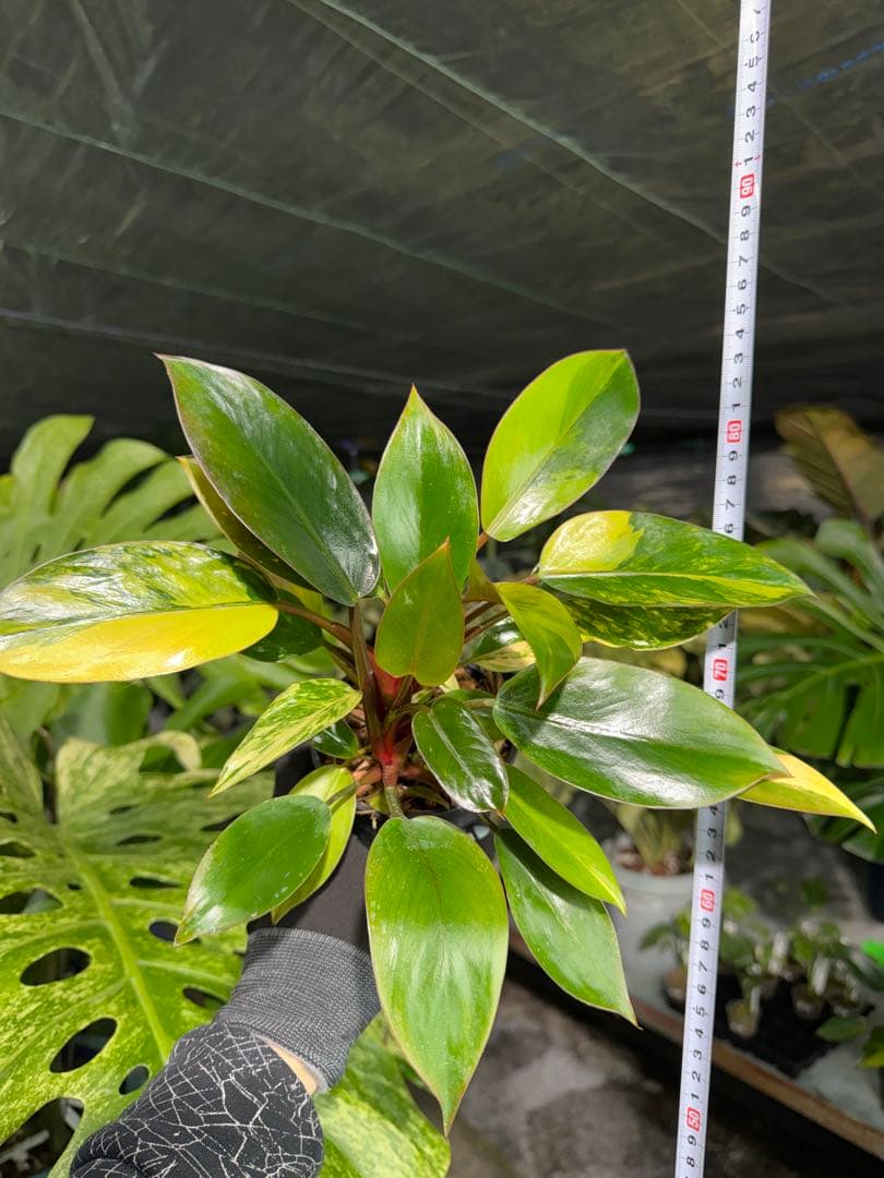 9フィロデンドロン　レッドコンゴ　斑入り　成長点2つ