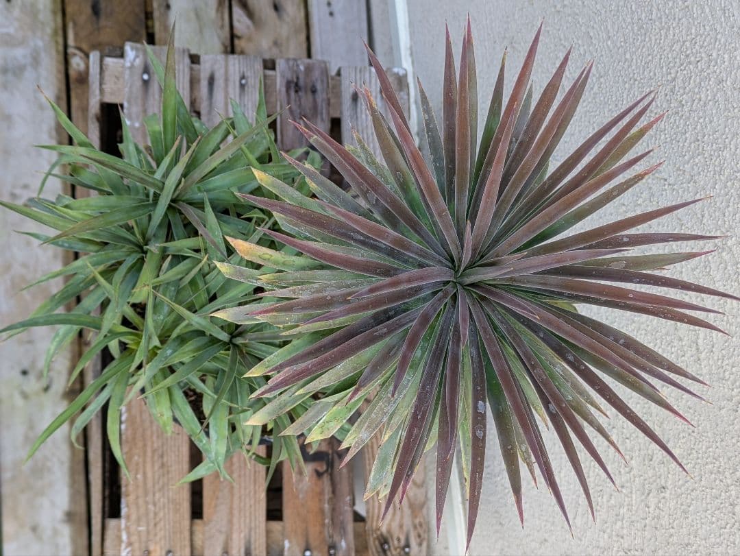 【コンパクトサイズ】ユッカ　デスメティアーナ子株付き7号鉢