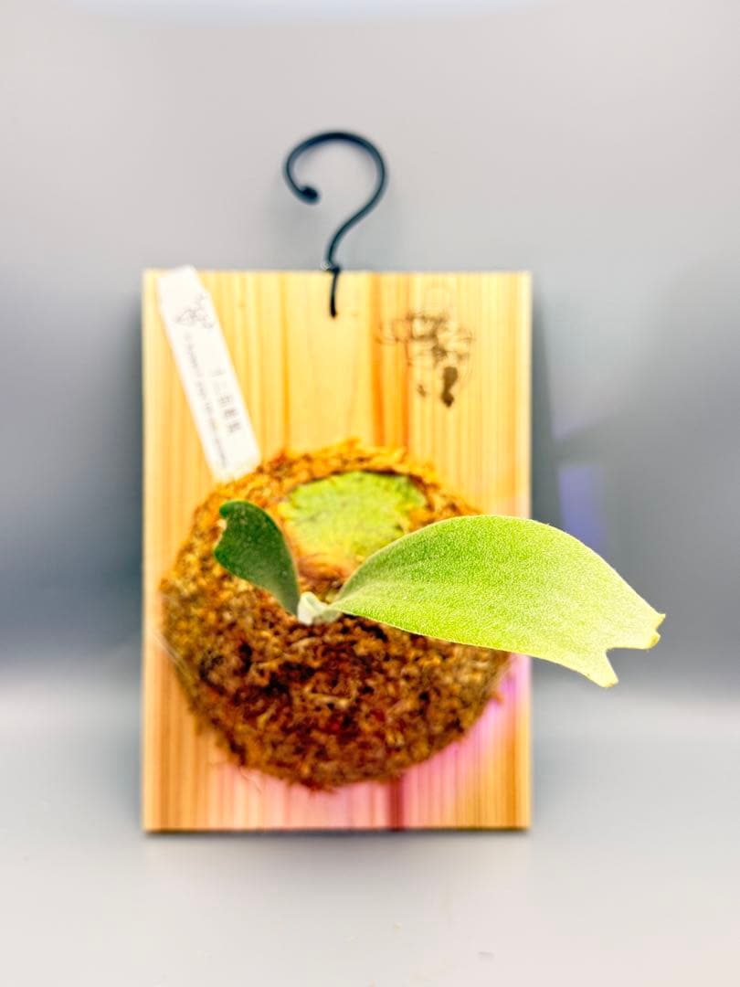 ビカクシダ　P.gqgq x P. Rydeen sporeling mix