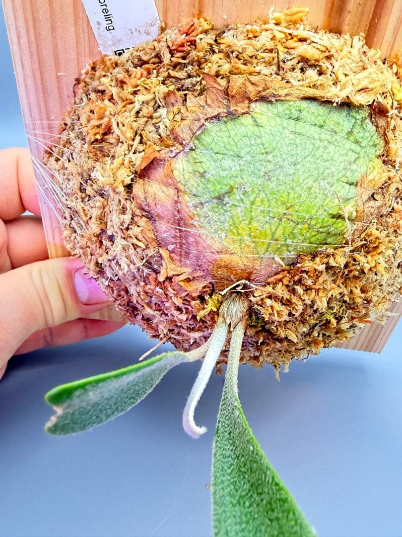 ビカクシダ　P.gqgq x P. Rydeen sporeling mix