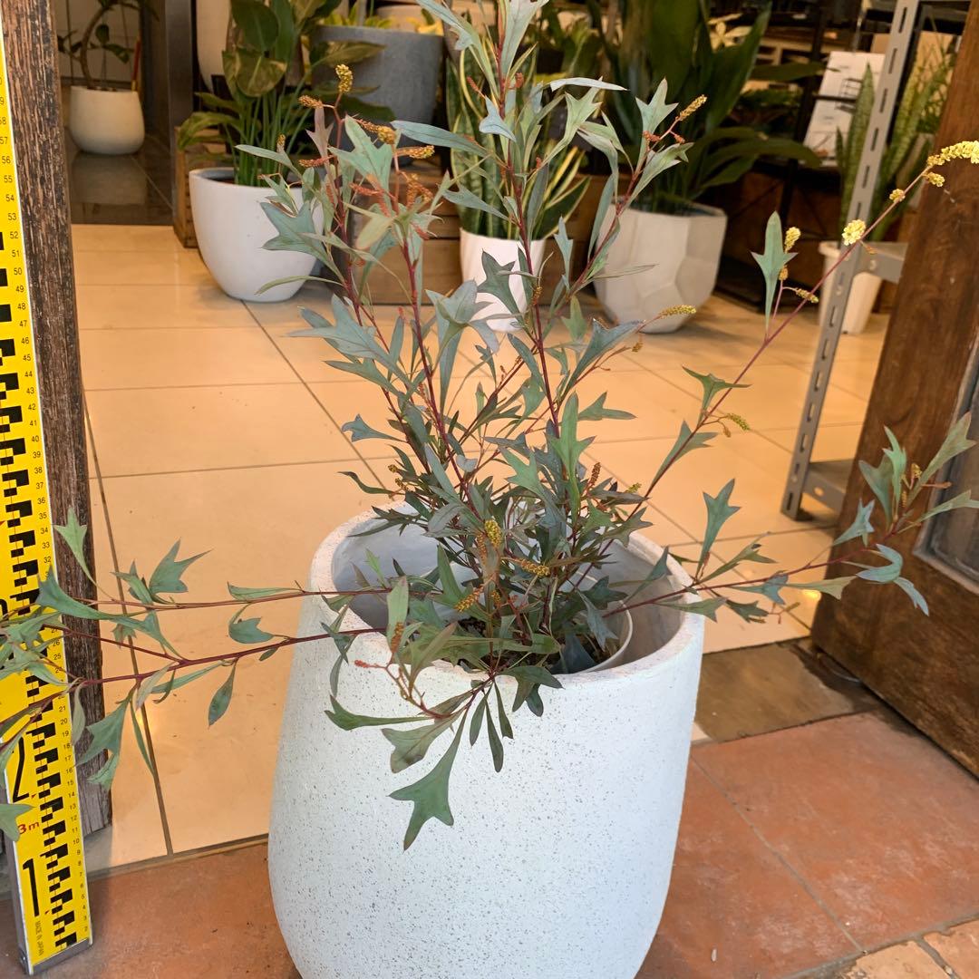 グレビレア シナフェア 2 ファイバー鉢