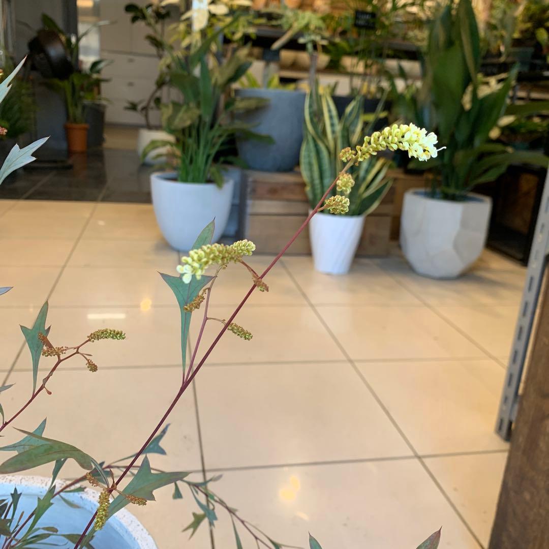 グレビレア シナフェア 2 ファイバー鉢