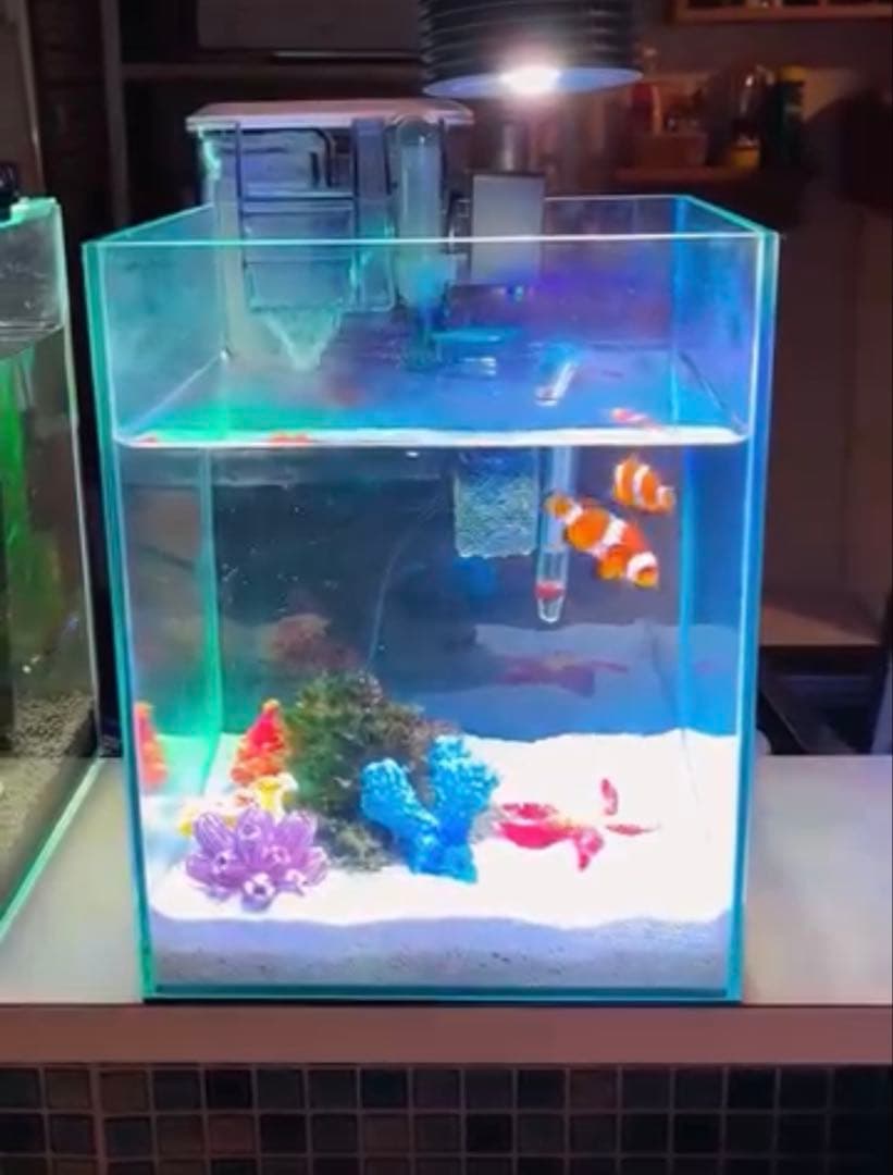 海水魚 ガラス水槽 セットライト•フィルター•飼育本付き