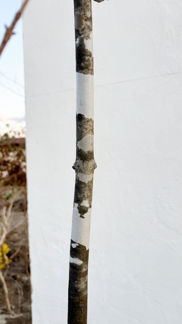 美斑紋。美形 山採りアオダモ3.6M(鉢底から)品番B