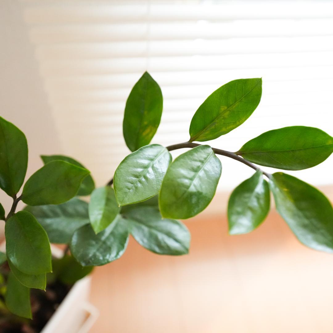 ソニーEマウント-SIGMA 14-24mm F2.8【防湿庫保管】