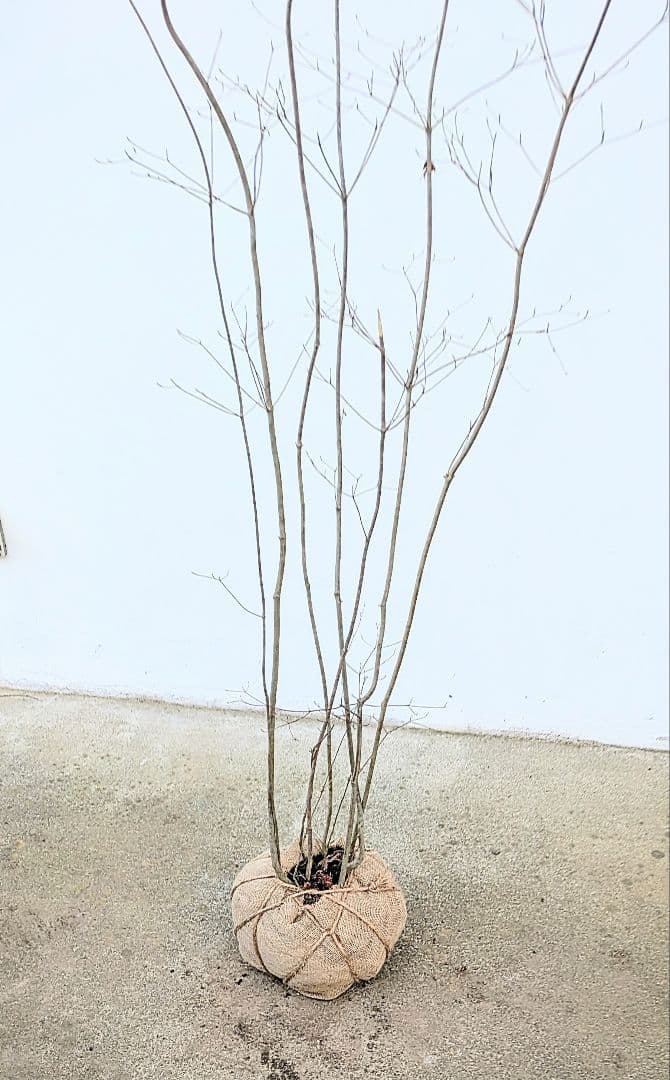 新春特価！山採りドウダンツツジ。