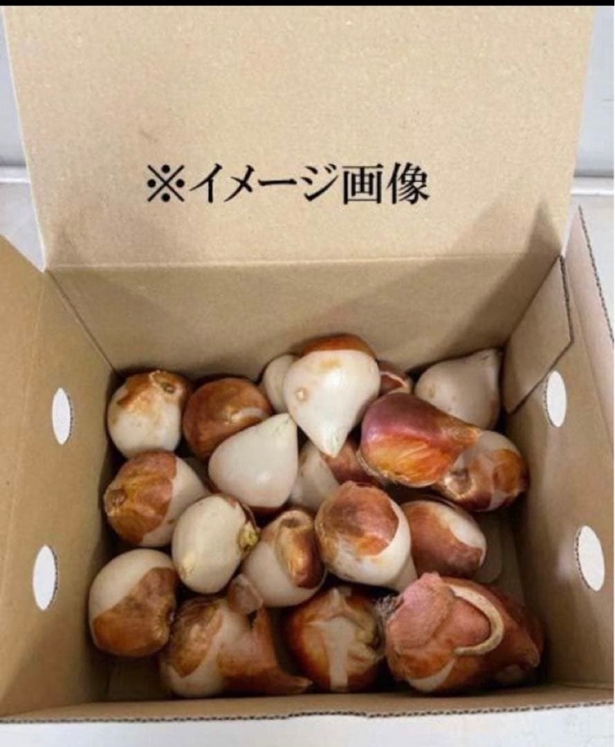 チューリップ　おまかせ　500球（本日販売終了日）