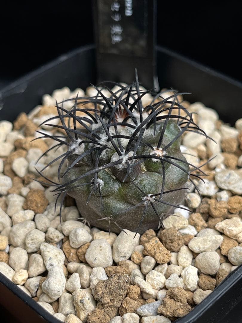 EMP コピアポア グリセオビオラセラ 実生 / 選抜個体 CT865