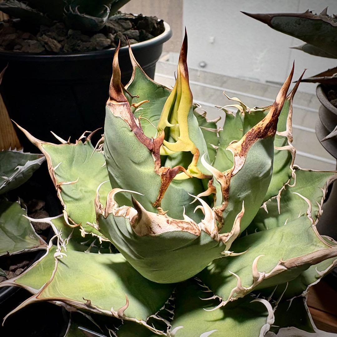 アガベ オアハカ　オテロイ　現地株　チタノタ