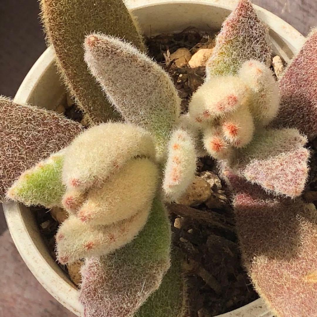 専用‼︎多肉植物^o^  ラッキーガール