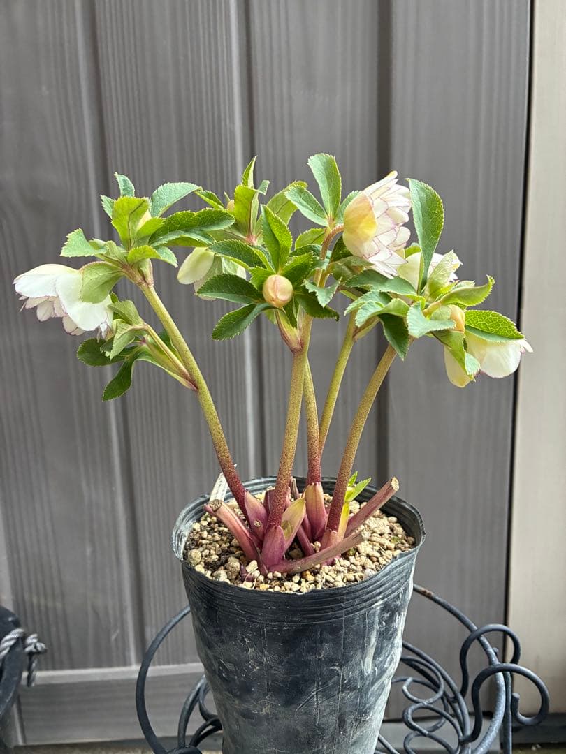 ♡大充実♡DDホワイトゴールド　ピコティ