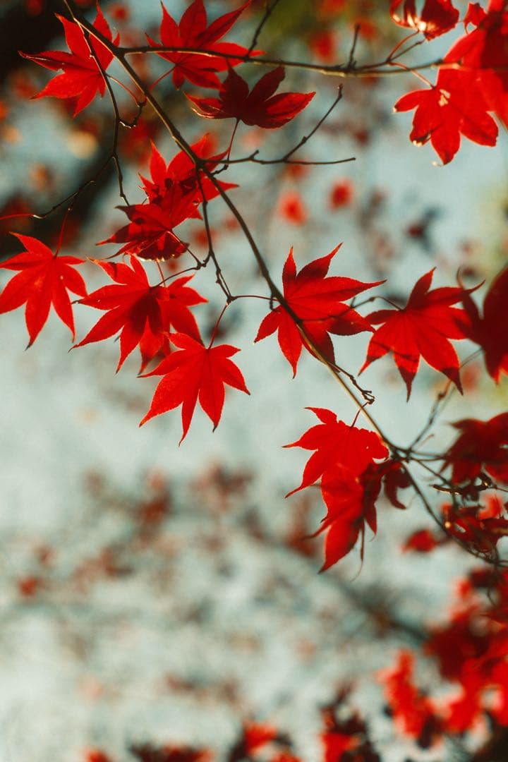 【保証書付き】Fujifilm X-M5 ミラーレス一眼 本体　レンズ付き