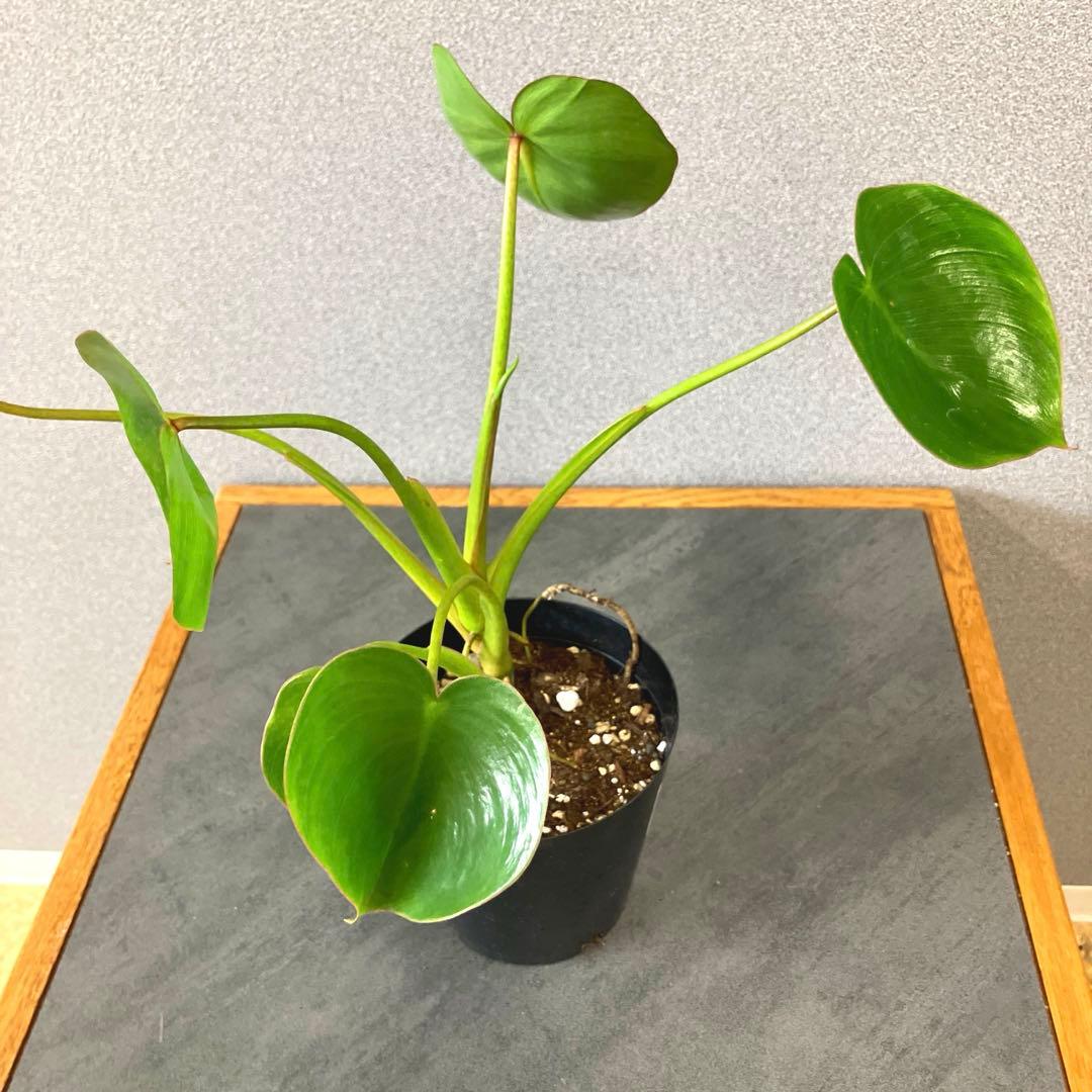超希少❗️フィロデンドロン　リカルドイ✨