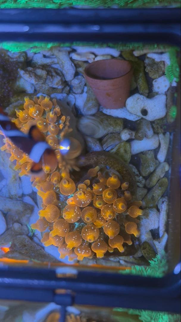 レッドイソギンチャク 海水水槽サンゴ 1個体