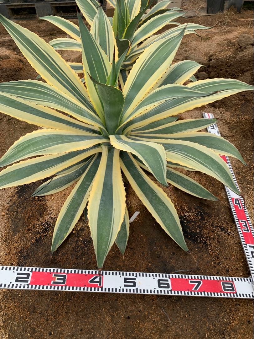 アガベ　ＳＰバリエガータ　　引取限定