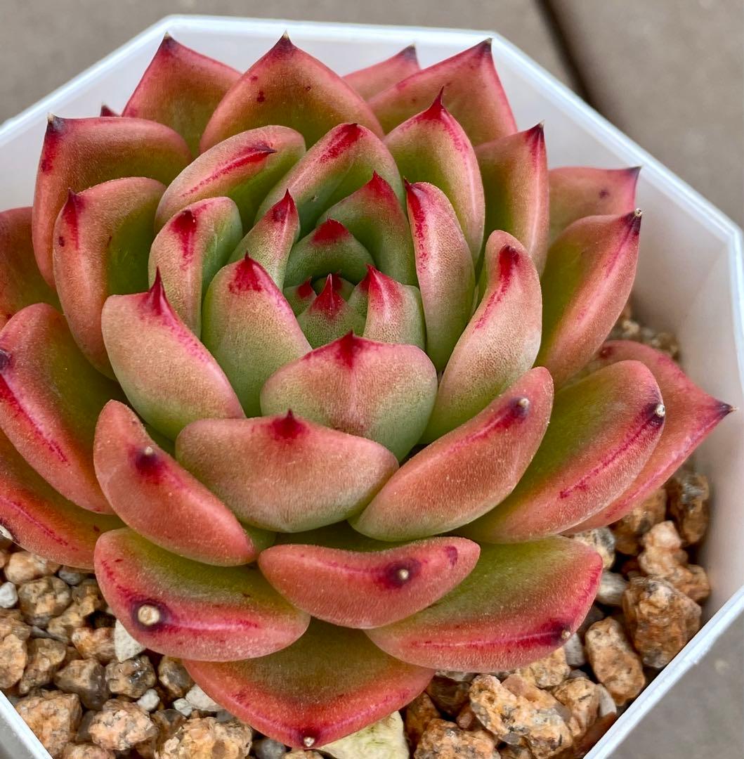 多肉植物　アンストーン