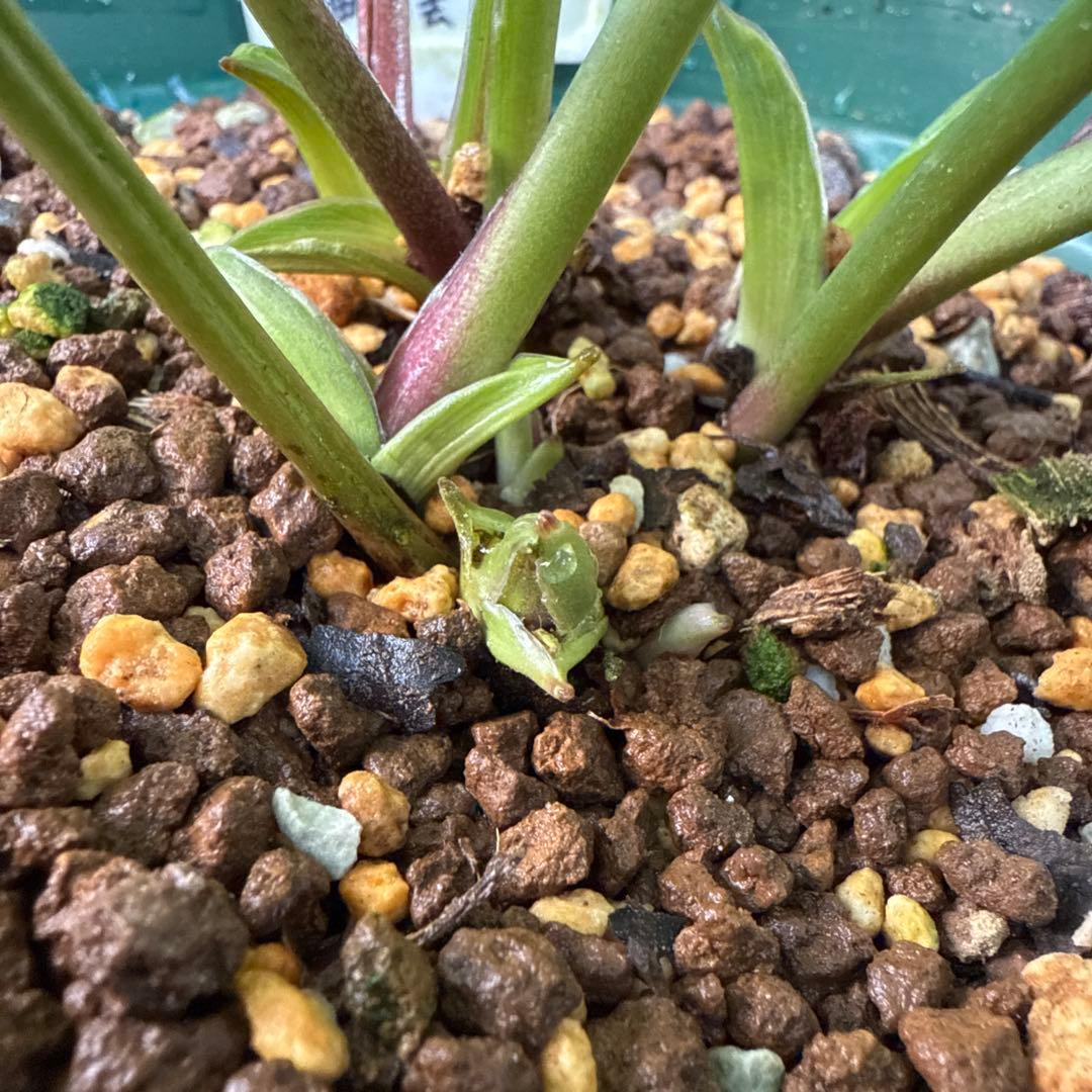 クリスマスローズ　曽田園芸　芳香　多弁　小輪　未株分け　最終値下げ