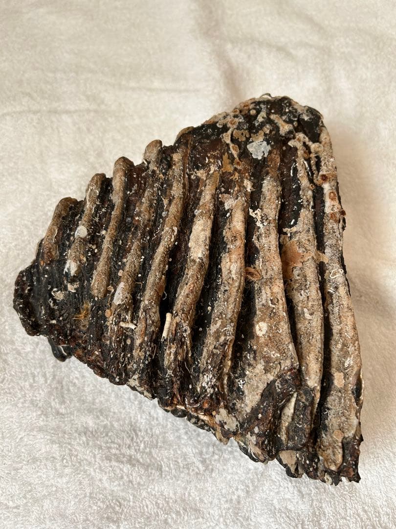 マンモス　ナウマンゾウ化石　臼歯