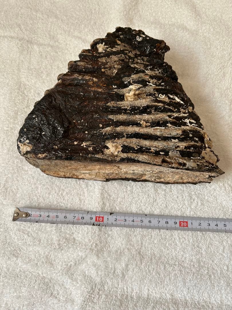 マンモス　ナウマンゾウ化石　臼歯