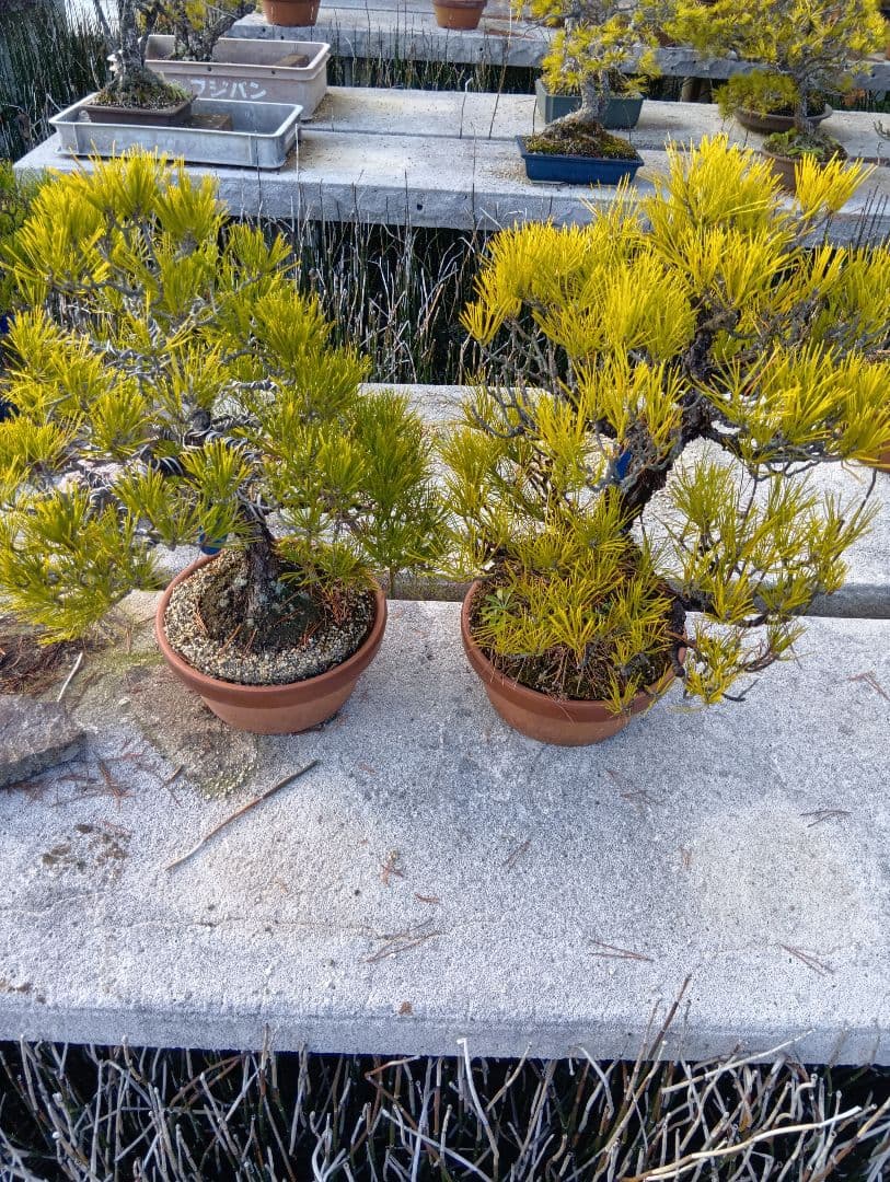 黒松（実生から45年）2鉢まとめて
