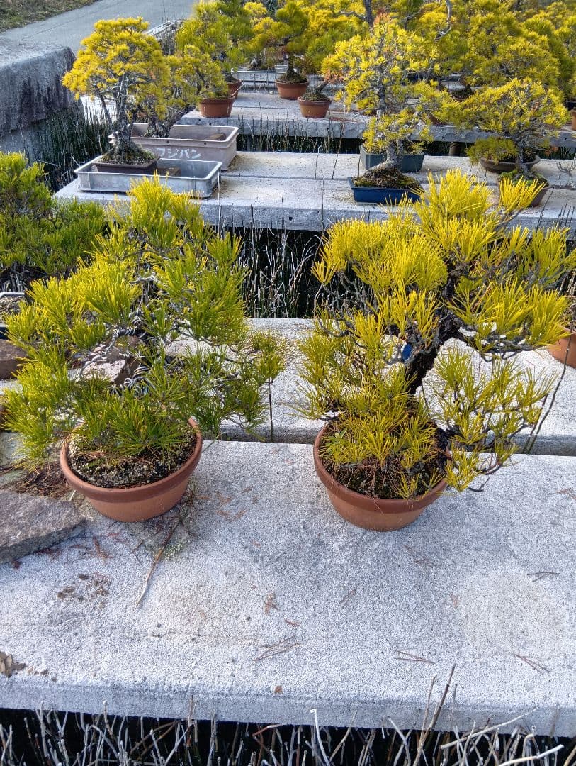 黒松（実生から45年）2鉢まとめて