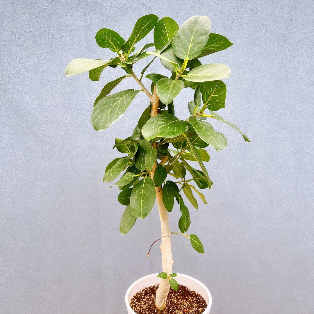 現品　フィカス　ゴムの木　ベンガレンシス　33番　曲り　インテリア　観葉植物
