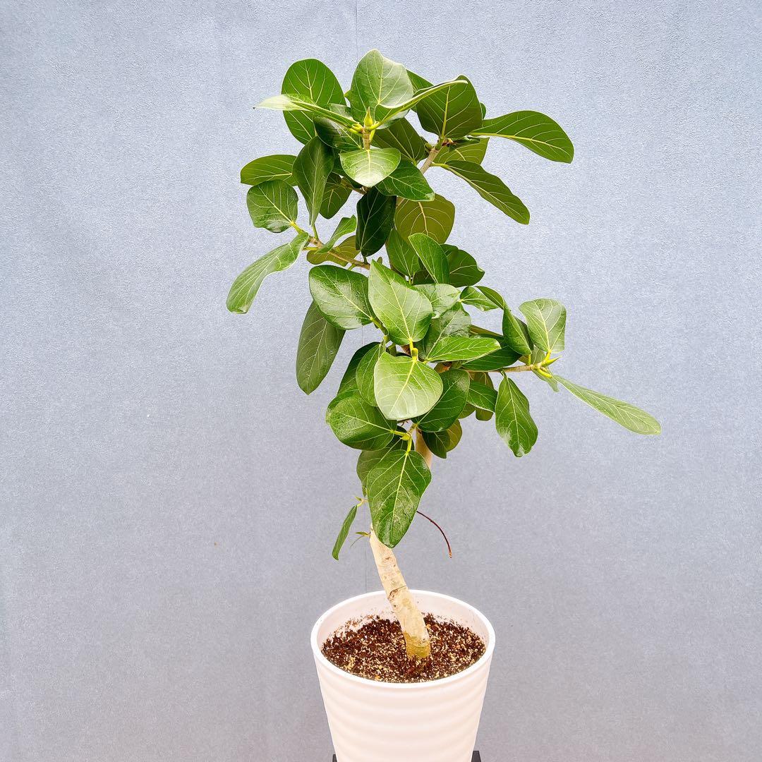 現品　フィカス　ゴムの木　ベンガレンシス　33番　曲り　インテリア　観葉植物