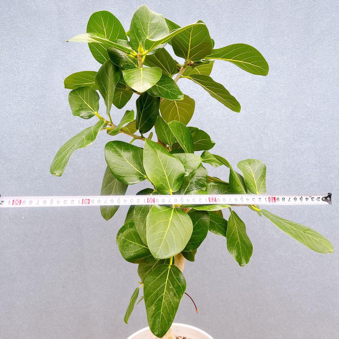 現品　フィカス　ゴムの木　ベンガレンシス　33番　曲り　インテリア　観葉植物