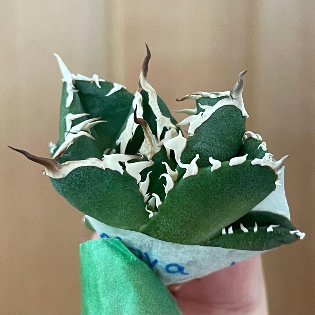 【REZA産】イラン株　選抜　アガベ　　NOVA ノヴァ　12月便