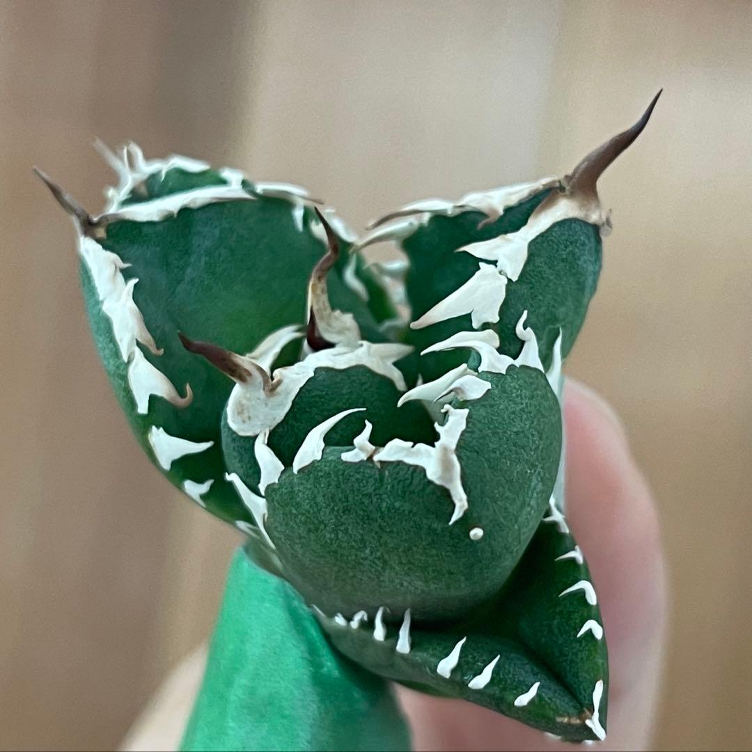 【REZA産】イラン株　選抜　アガベ　　NOVA ノヴァ　12月便